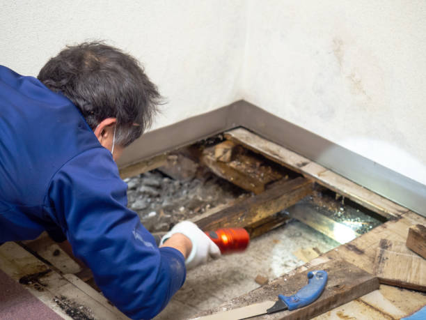Best Mold Removal Near Me  in Jamestown, OH