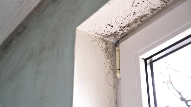 Best Best Mold Removal Companies  in Jamestown, OH