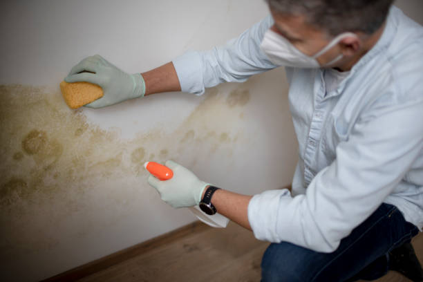 Best Water Damage Restoration  in Jamestown, OH