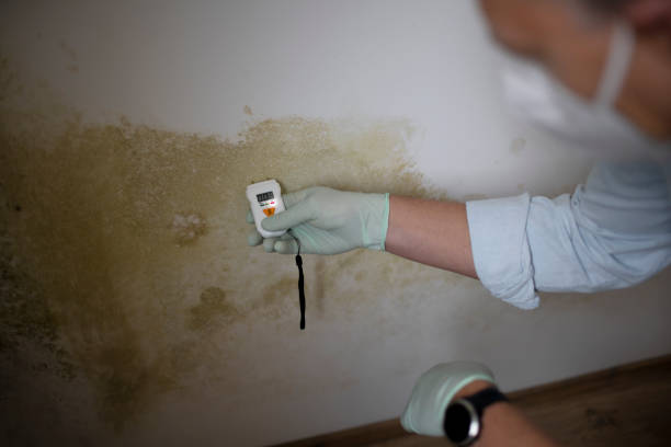 Best Commercial Mold Removal  in Jamestown, OH