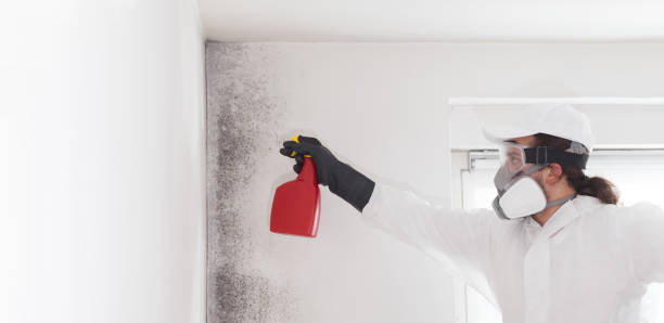Best Mold Remediation Services  in Jamestown, OH