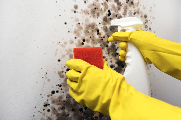 Best Fast Mold Removal  in Jamestown, OH
