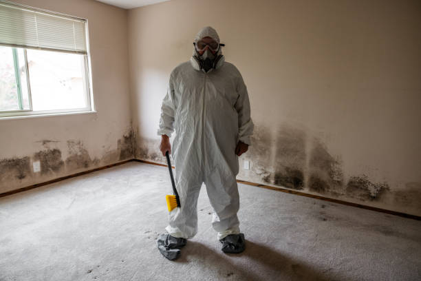 Best Black Mold Removal  in Jamestown, OH