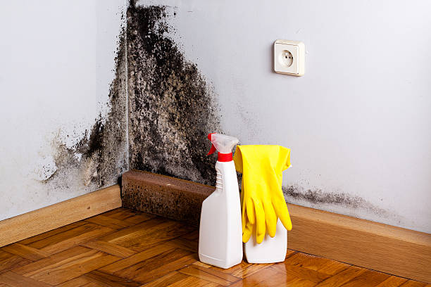 Best Mold Remediation  in Jamestown, OH