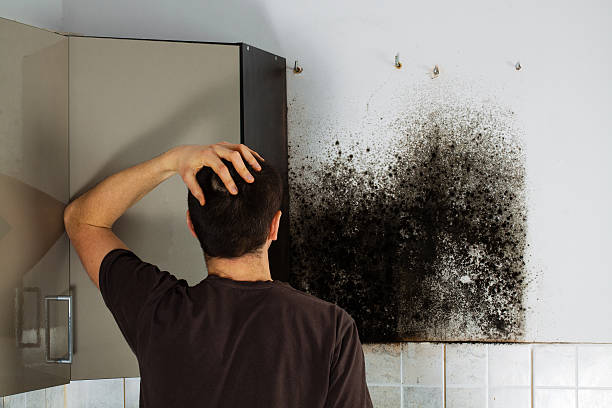 Best Same-Day Mold Removal  in Jamestown, OH