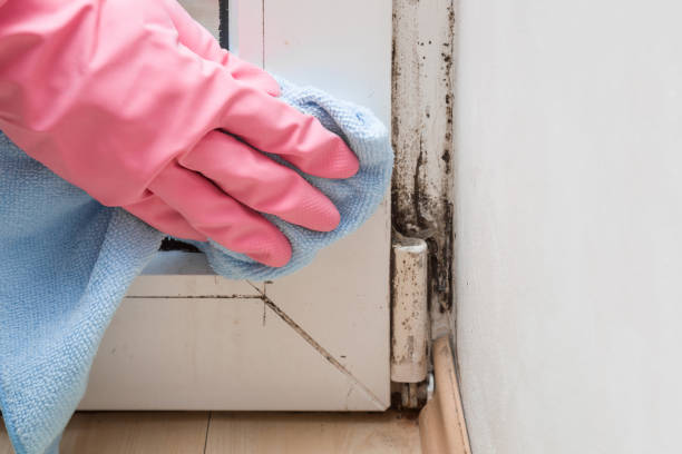 Best Affordable Mold Removal  in Jamestown, OH