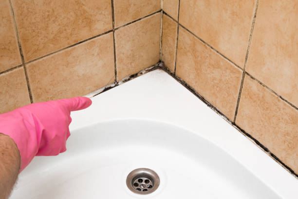 Best Mold Removal Company Near Me  in Jamestown, OH
